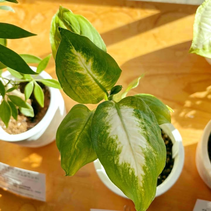 シンゴニウム 学名：Syngonium サトイモ科 蔓性常緑多年草 耐寒性10℃ 草丈：5cm～数m 熱帯アメリカ原産 利用： 観葉植物。茎がつる状に伸びるので、支柱に絡ませた鉢物も見られる。観賞に用いられているのはポトスと同様に幼葉。幼葉の形は矢尻形から卵形となり、切れ込み  ...